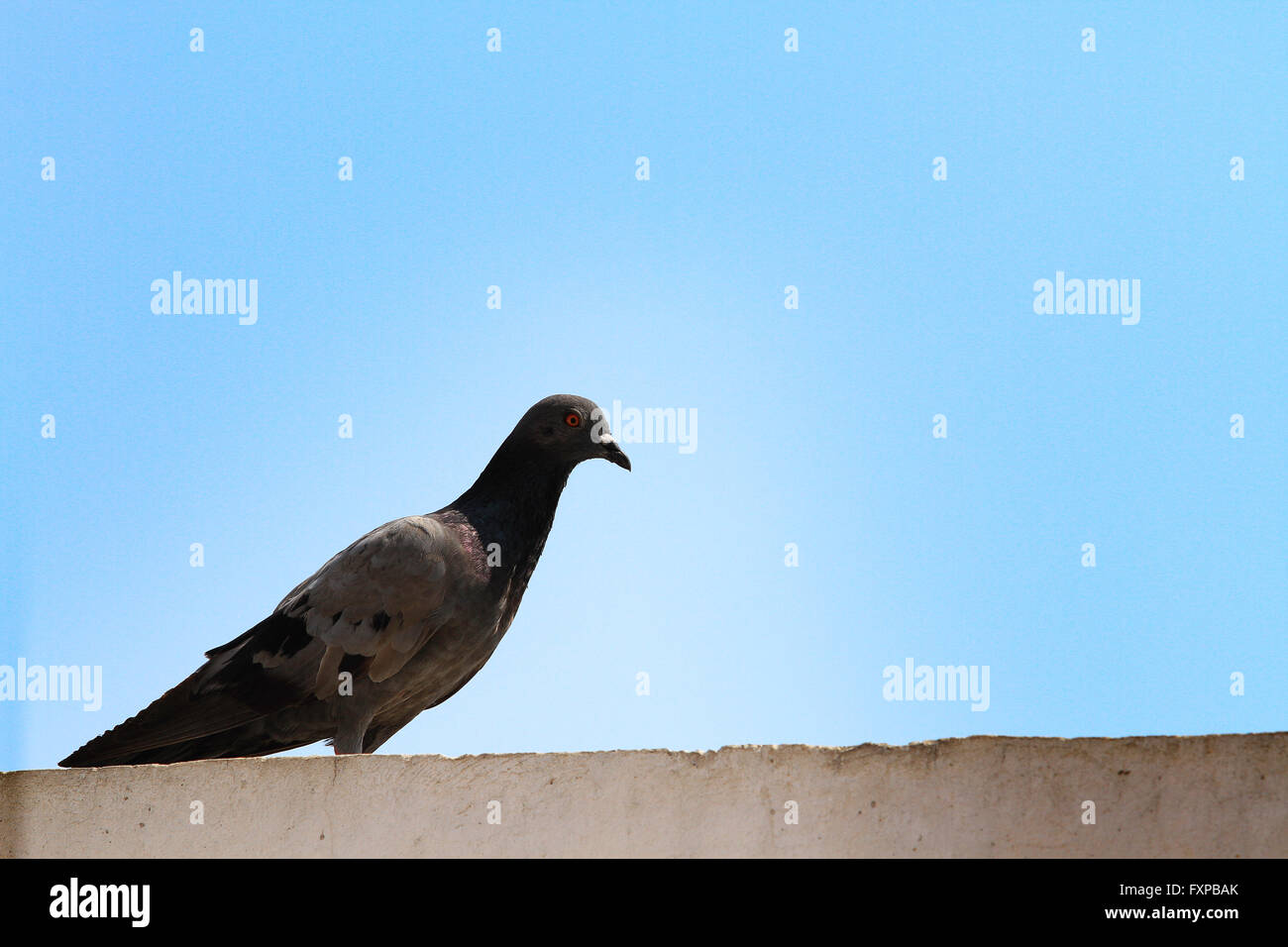 Taube mit blauem Himmel in Asien, Thailand Stockfoto Taube mit blauem Himmel in Asien, Thailand Stockfoto