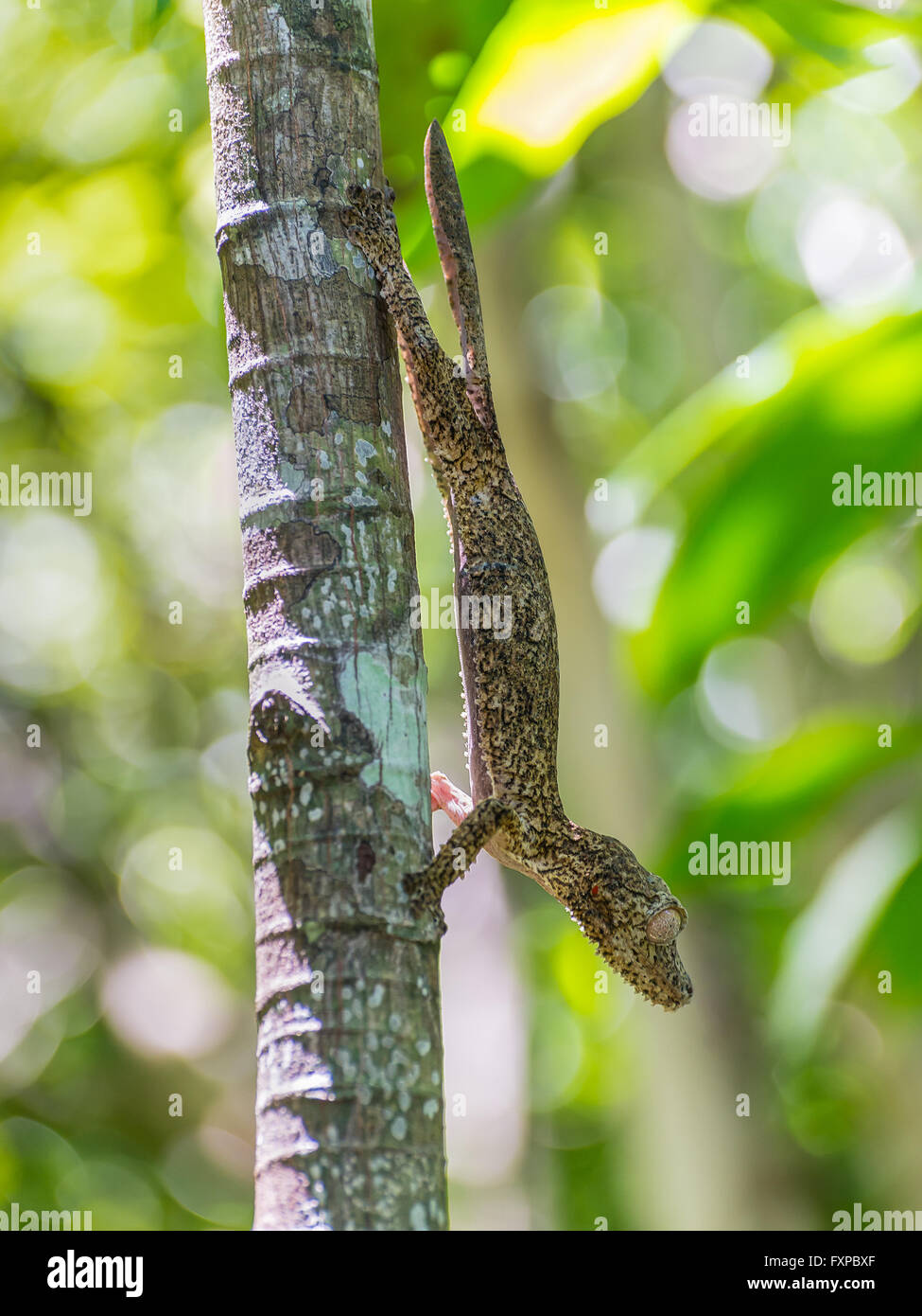Moosigen Blatt-tailed Gecko - Madagaskar Stockfoto