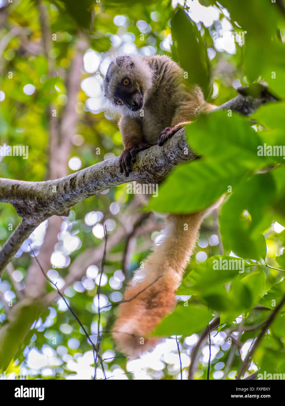 Porträt von Lemur Blick auf strenges Naturreservat Lokobe in Nosy Be, Madagaskar, Afrika hautnah Stockfoto