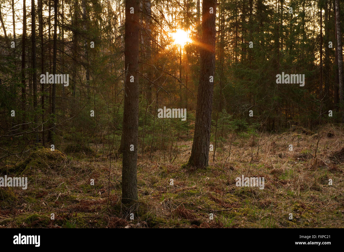 Am frühen Morgen. Keeri-Karijärve Nature Reserve. Waldlandschaft. 17. April 2016 Estland Stockfoto