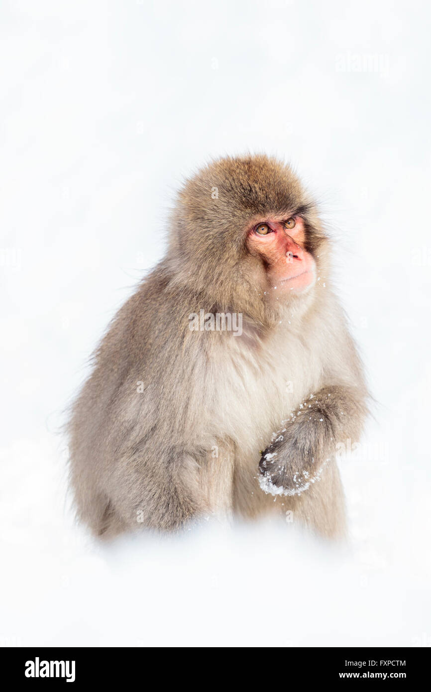 Ein Schnee-Affe spielen im Schnee in der Nähe Jigokudanis Thermalquelle, Japan. Stockfoto