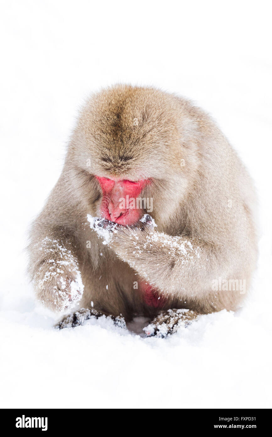 Ein Schnee-Affe Suche im Schnee in der Nähe Jigokudanis Thermalquelle, Japan. Stockfoto