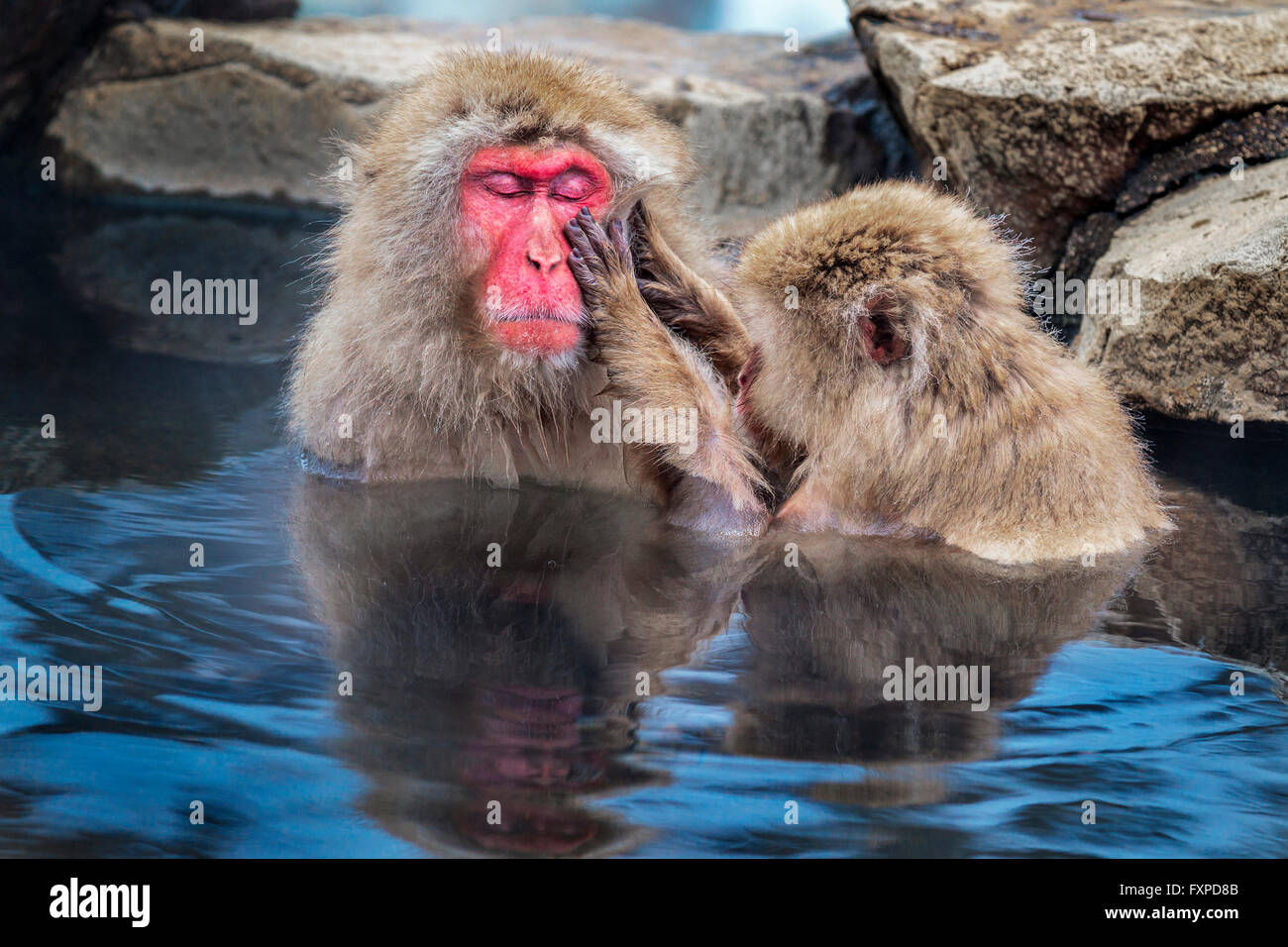 Schneeaffen Pflege bei Jigokudani Sprudel, Japan. Stockfoto