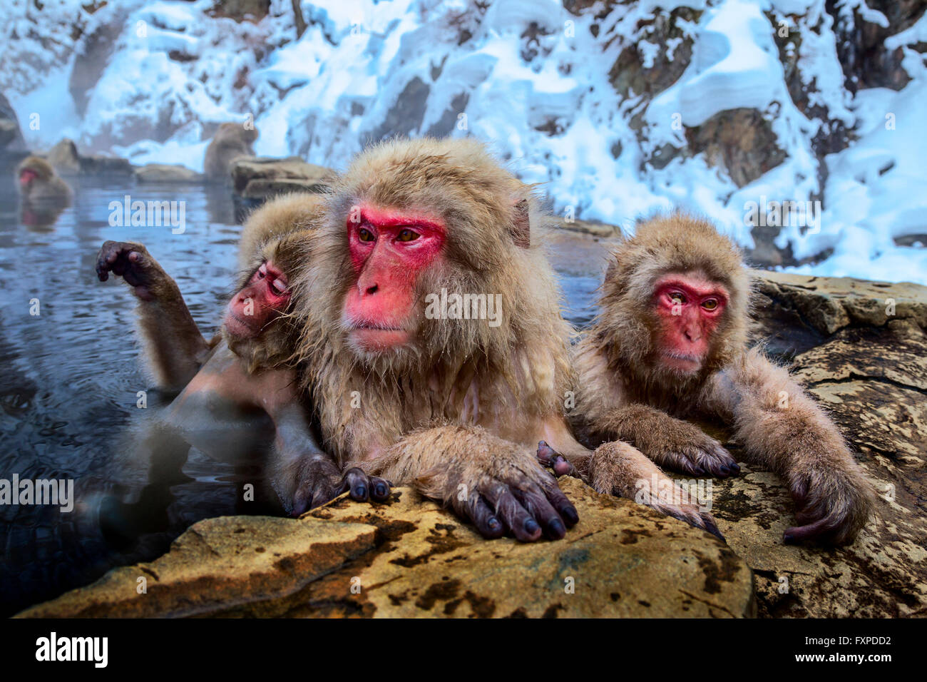 Schneeaffen bei Jigokudani Sprudel, Japan. Stockfoto