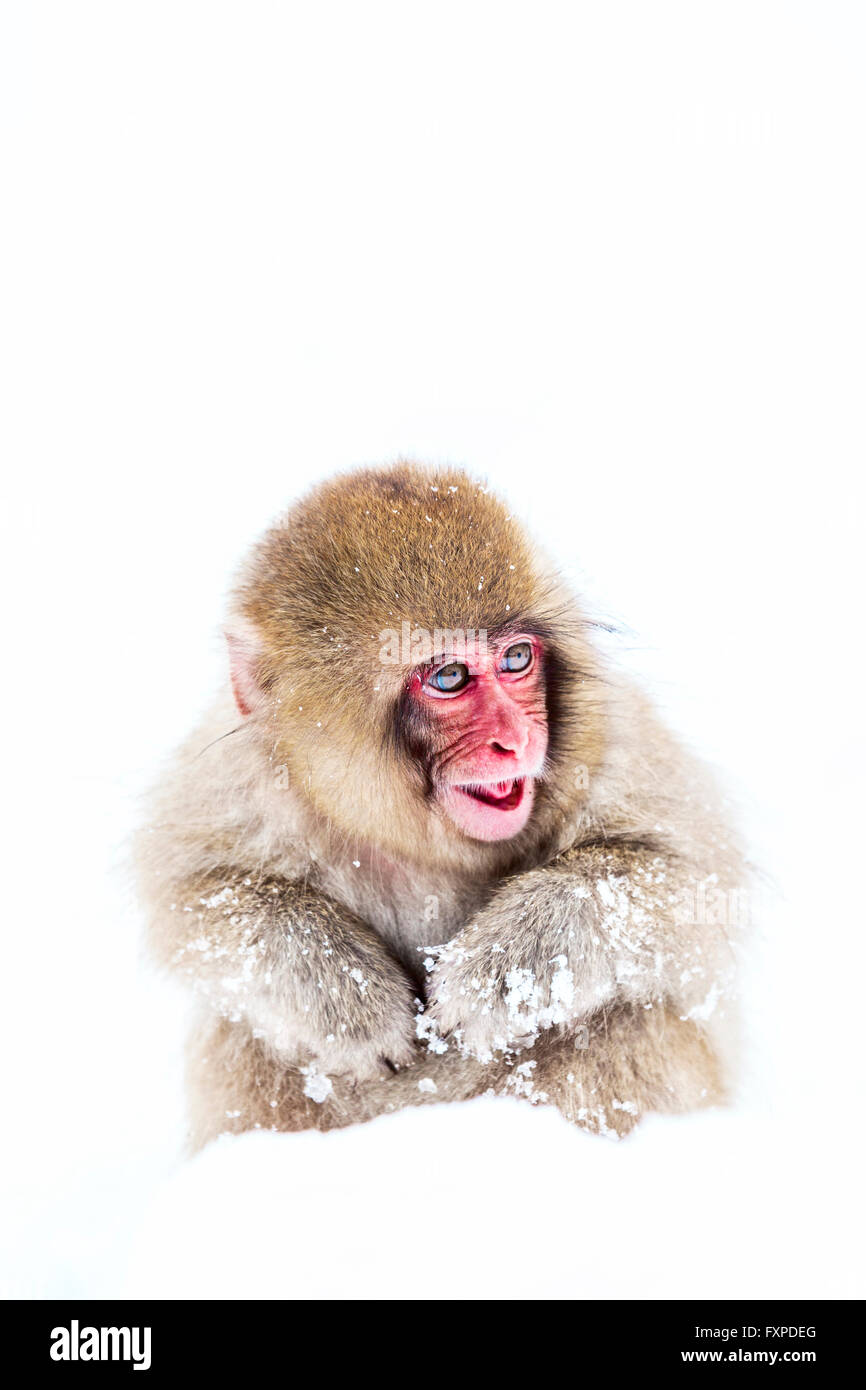 Ein Schnee-Affe-Baby spielen im Schnee in der Nähe Jigokudanis Thermalquelle, Japan. Stockfoto