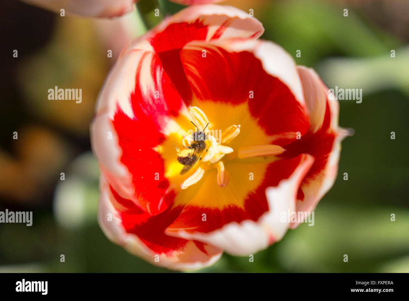 Eine Biene, die Pollen in einer Tulpe abgedeckt Stockfoto
