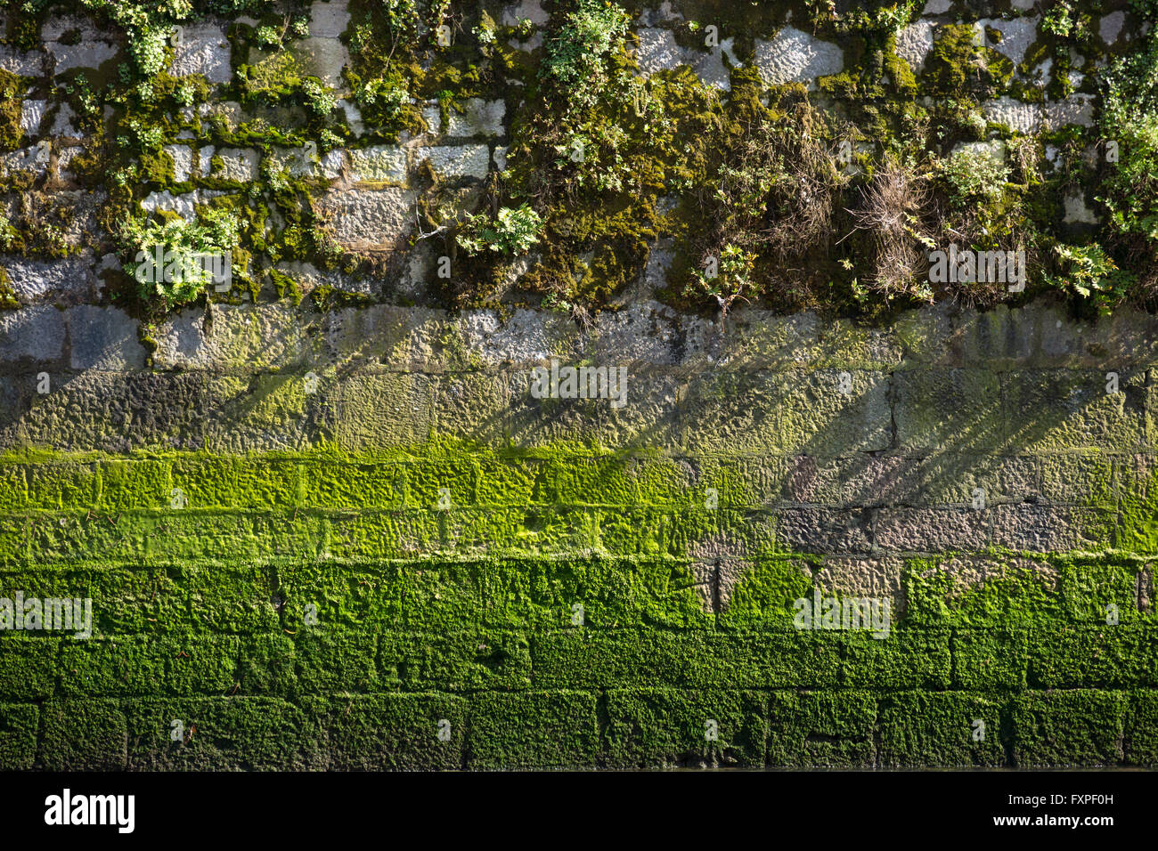 Flechten und Moos auf eine Hafenmauer. Stockfoto