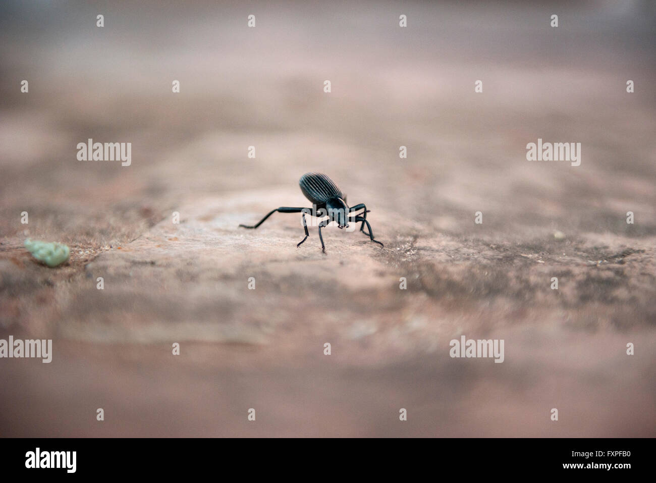 Rüsselkäfer Stockfoto