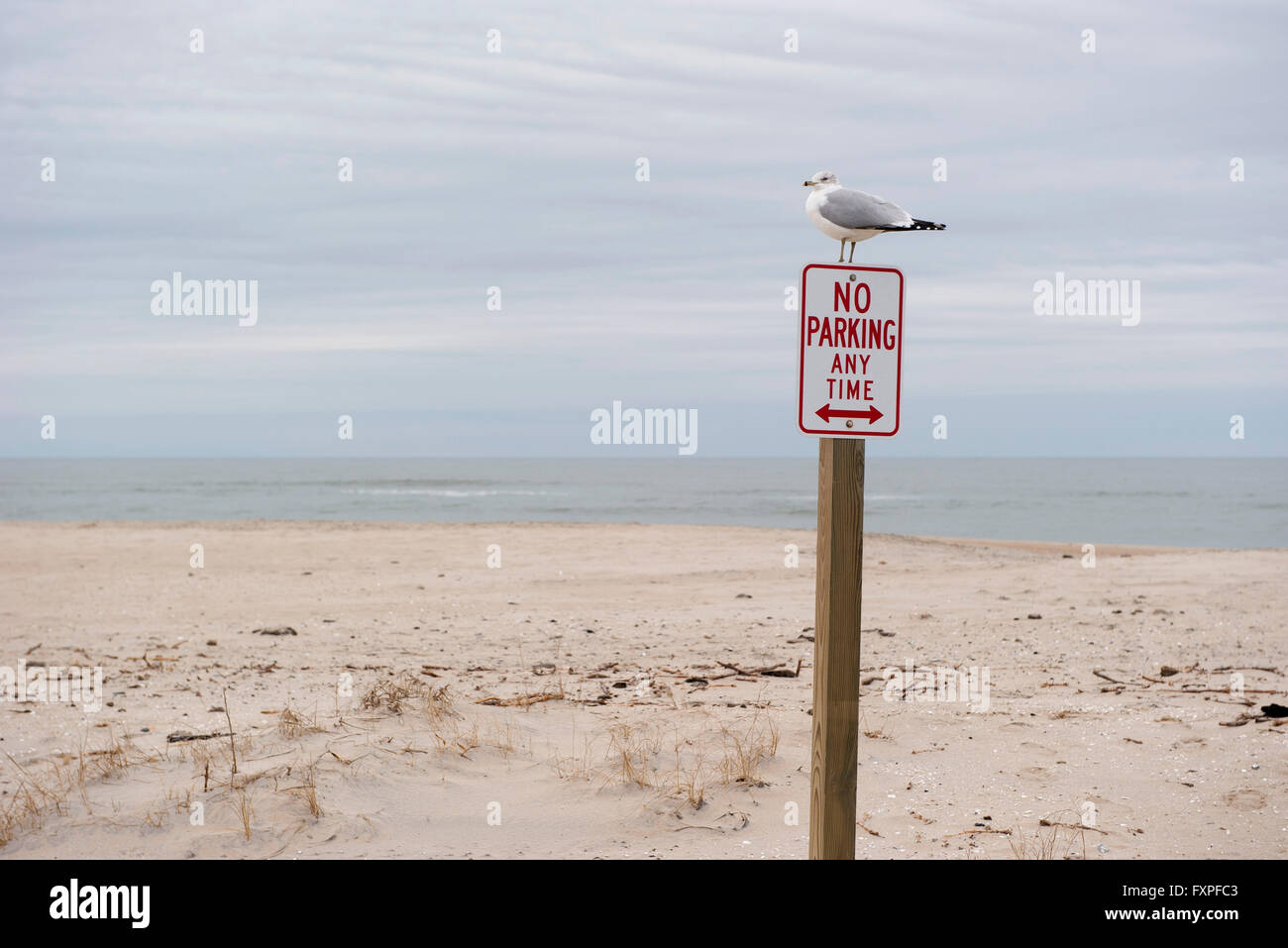 Möwe "Parkverbot" Schild am einsamen Strand gehockt Stockfoto