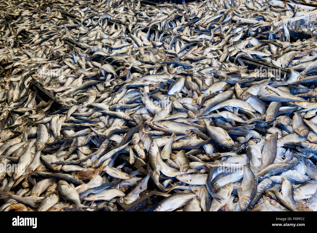 Tote Fische, full-frame Stockfoto