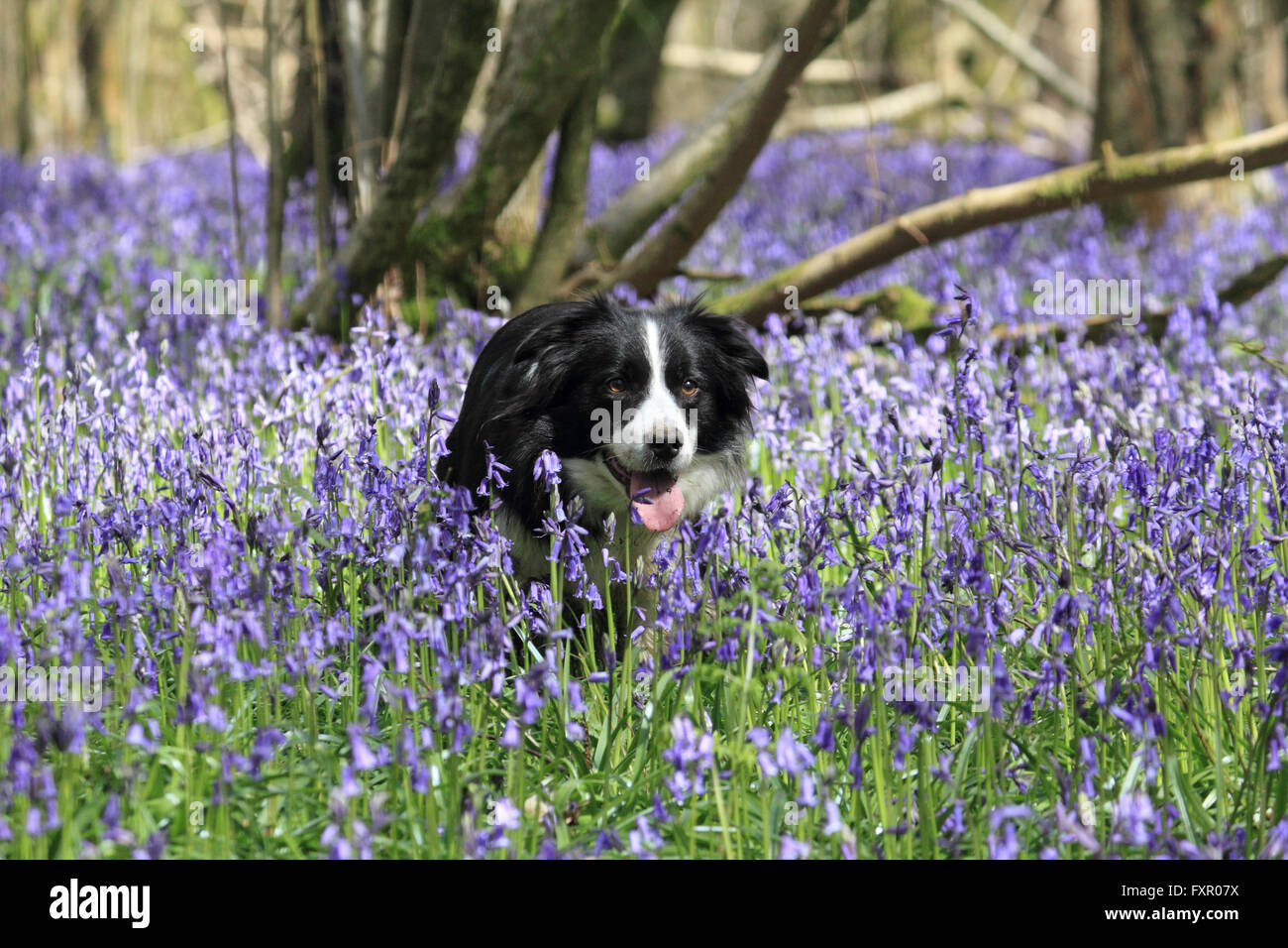 Alten Simm Wäldchen in der Nähe von Effingham in Surrey Hills, England, Großbritannien. 17. April 2016. Ein Border-Collie Uhren seinen Besitzer in die Glockenblumen in Surrey Hills in der Nähe von Effingham. Die traditionelle englische Glockenblumen bedecken eine Fläche von etwa 1 Quadratkilometer in alten Wäldern bekannt als alte Simm Wäldchen. Bildnachweis: Julia Gavin UK/Alamy Live-Nachrichten Stockfoto