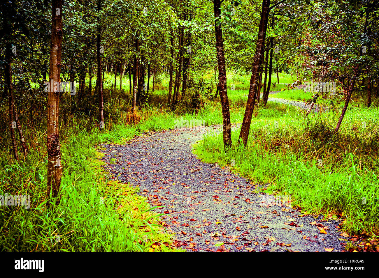 Herring Cove Trail-Kopf mit Herbst Laub übersät in der Nähe von Sitka, Alaska, USA. Stockfoto