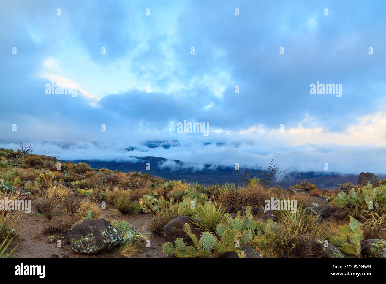 Native Kaktus beobachten tiefliegenden Gewitterwolken bedeckend die Bergkuppen auf Arizonas Mogollan Rim. Stockfoto