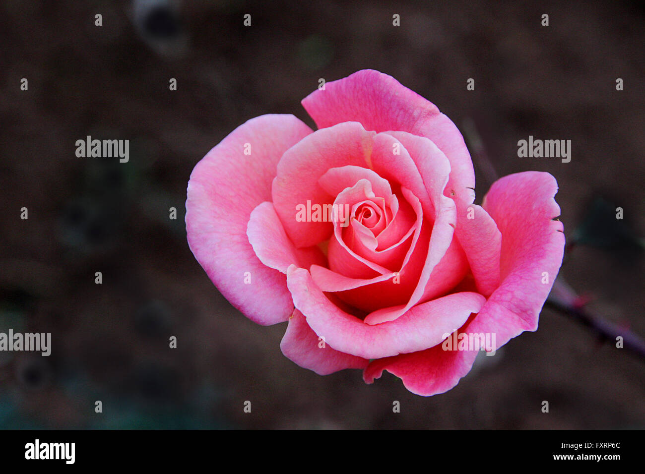 Lebendige rosa Rose mit schönen, lockigen Blüten in dunklem Hintergrund Stockfoto