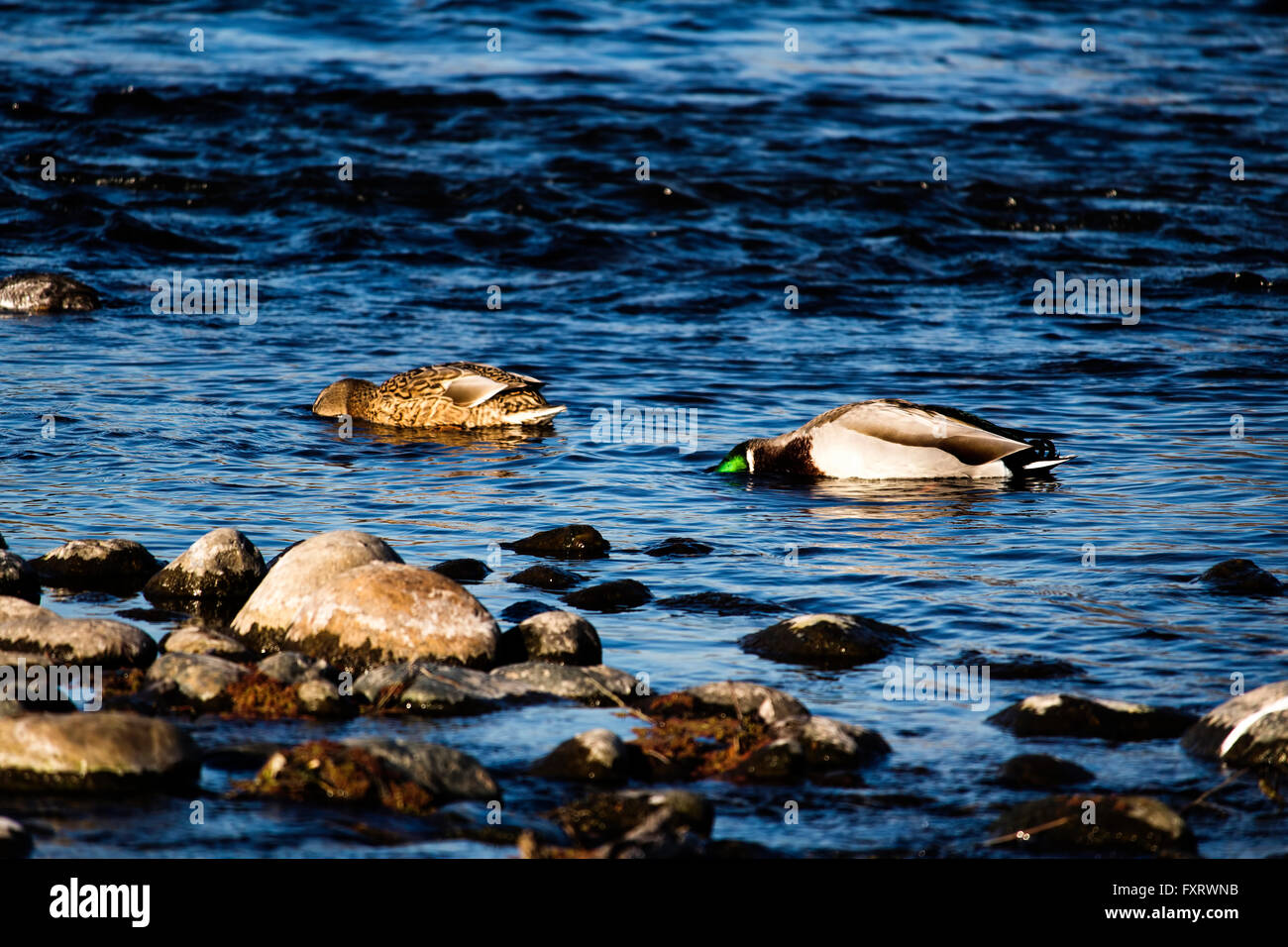 Männliche und weibliche Enten im Fluss Fütterung mit Köpfen eingetaucht Stockfoto