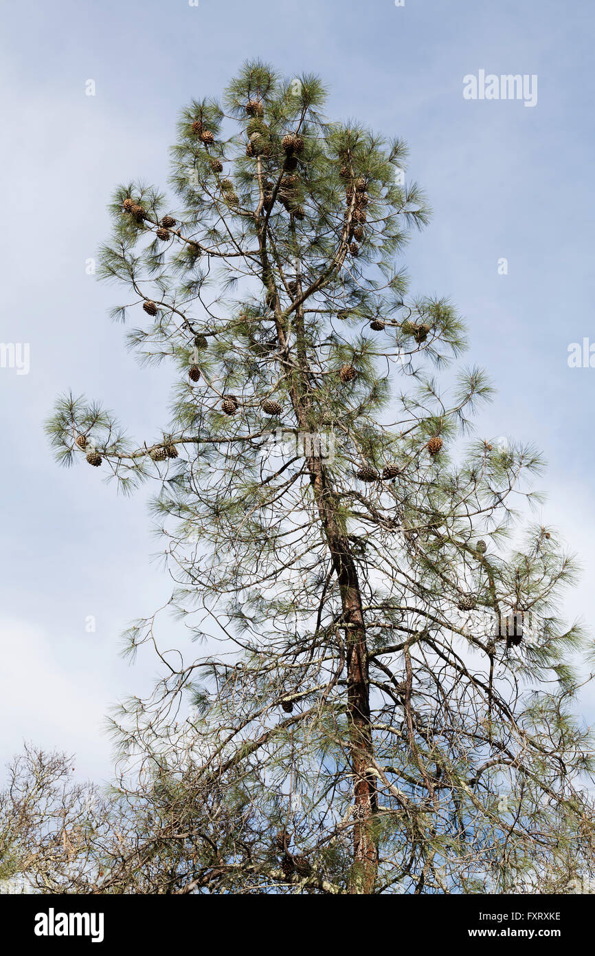 Umgekehrte Blick auf Kiefer, beladen mit Tannenzapfen Stockfoto