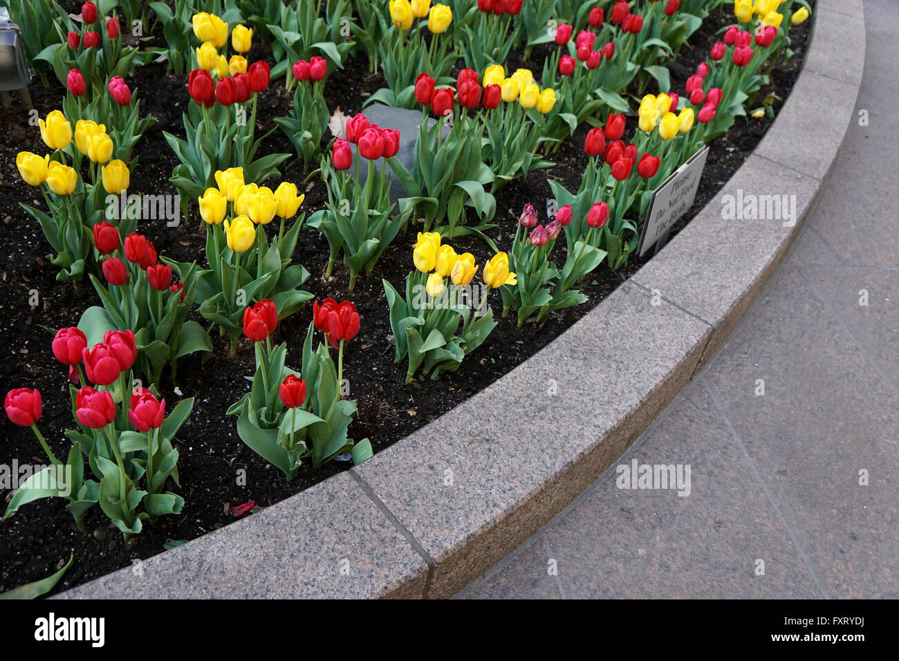 Tulpen an Zuccotti Park, New York City, NY, USA Stockfoto