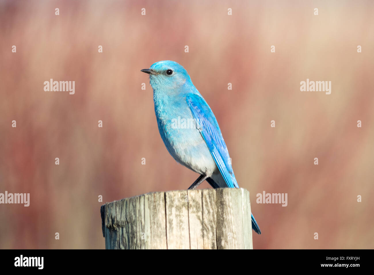 Eine männliche Mountain Bluebird (Sialia Currucoides), thront auf einem Zaunpfahl. Francis Viewpoint, Beaverhill Lake, Alberta, Kanada. Stockfoto