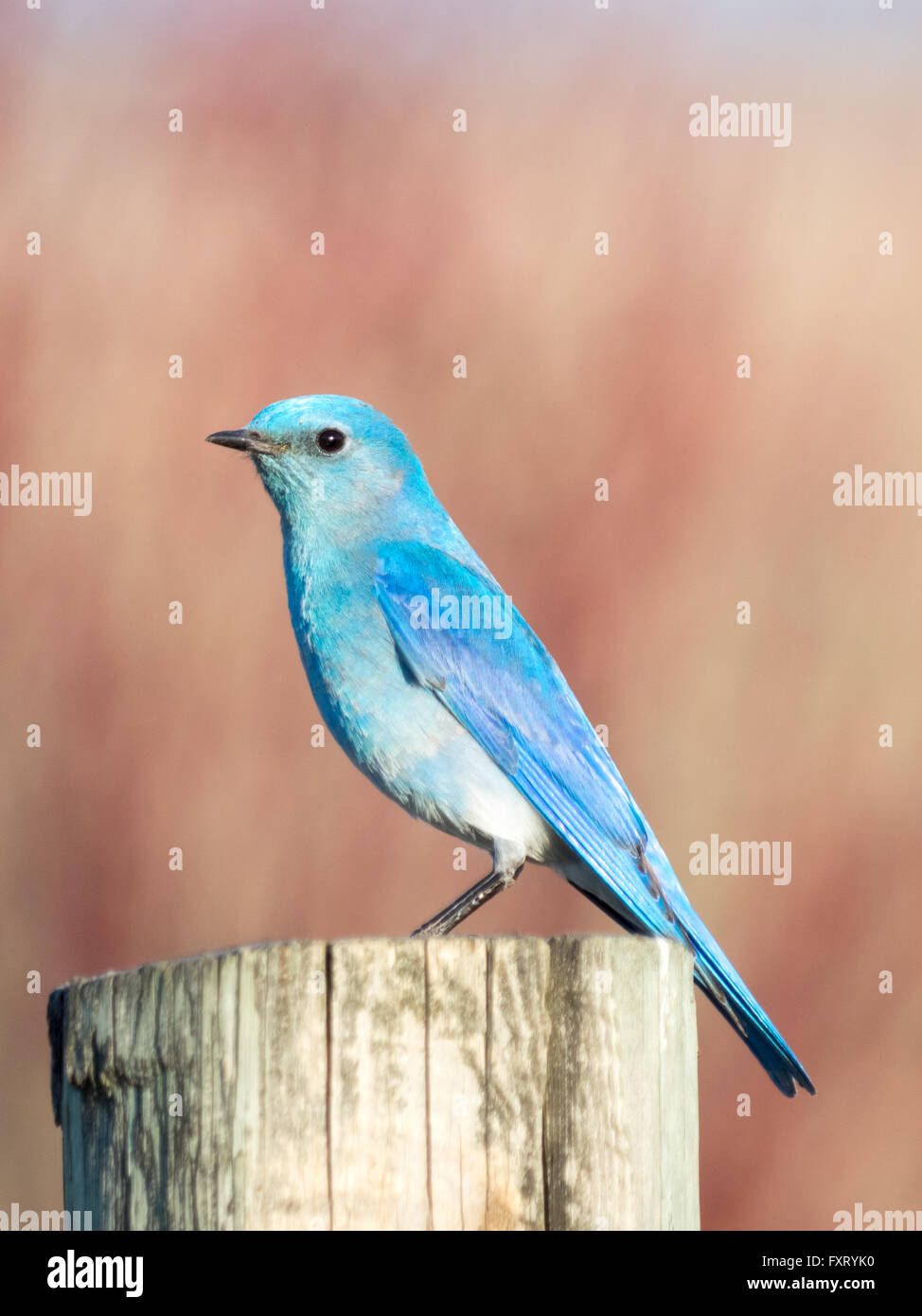 Eine männliche Mountain Bluebird (Sialia Currucoides), thront auf einem Zaunpfahl. Francis Viewpoint, Beaverhill Lake, Alberta, Kanada. Stockfoto