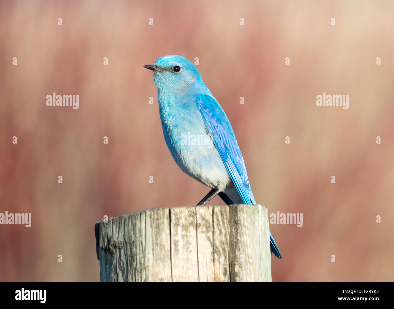 Eine männliche Mountain Bluebird (Sialia Currucoides), thront auf einem Zaunpfahl. Francis Viewpoint, Beaverhill Lake, Alberta, Kanada. Stockfoto