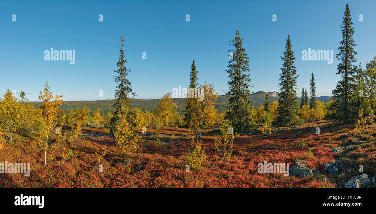 Herbstfarben in Lappland. Scharfe "Berg" auf dem Hintergrund ist Korvatunturi Fjell, an der Grenze zwischen Finnland und Russland. Stockfoto