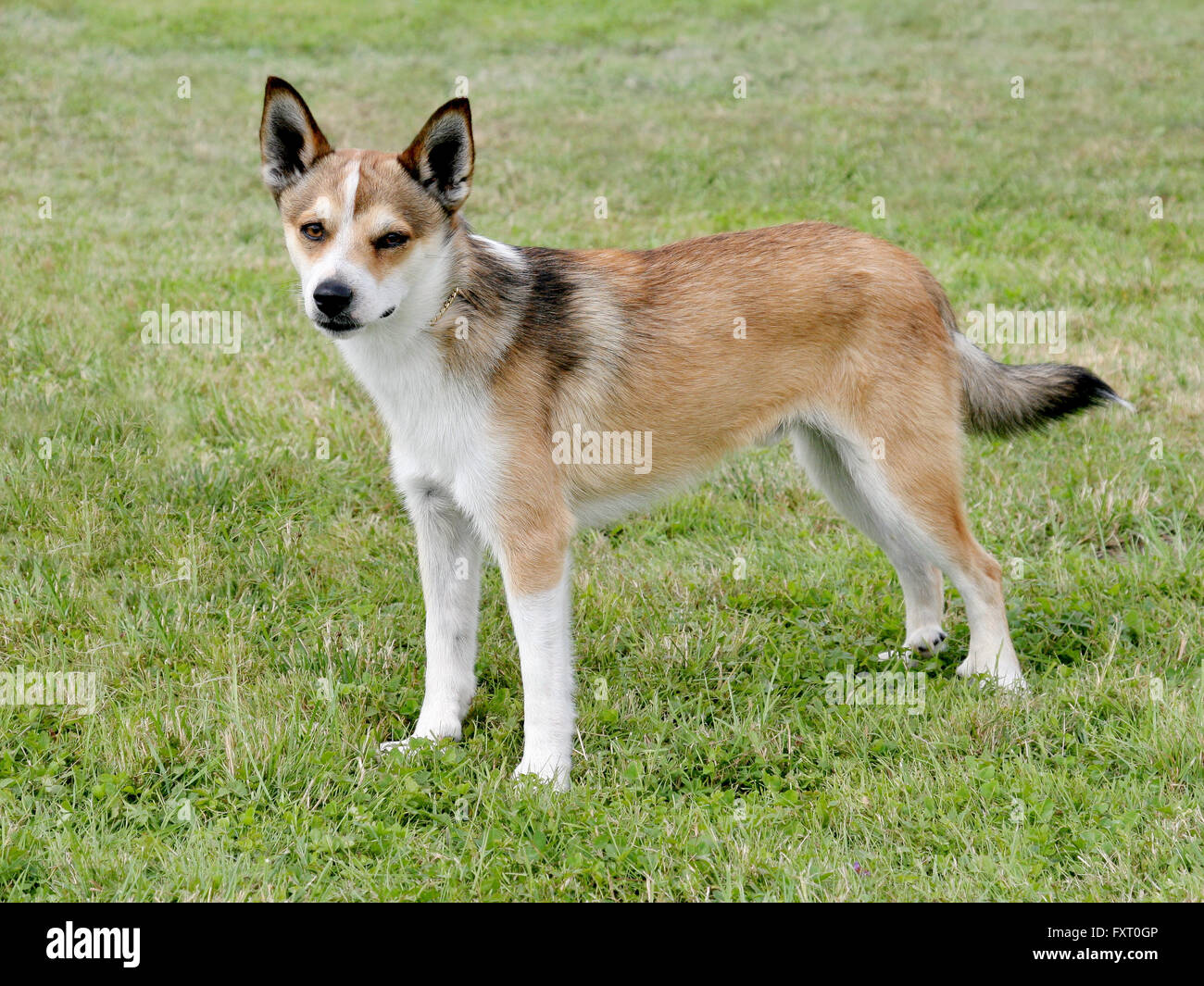 Typische Norwegische Lundehund im Frühlingsgarten Stockfoto