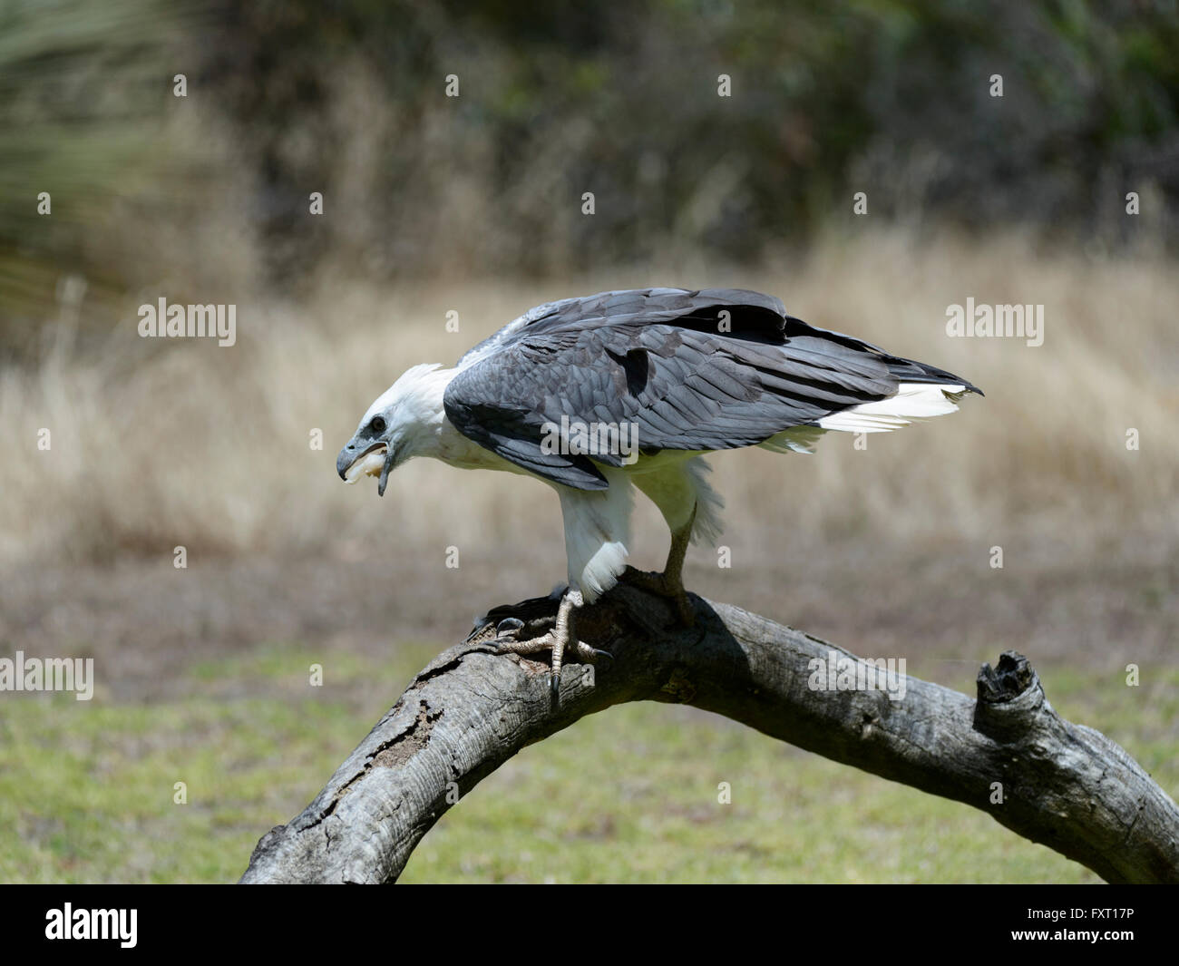 White-bellied Seeadler (Haliaeetus Leucogaster), Australien Stockfoto