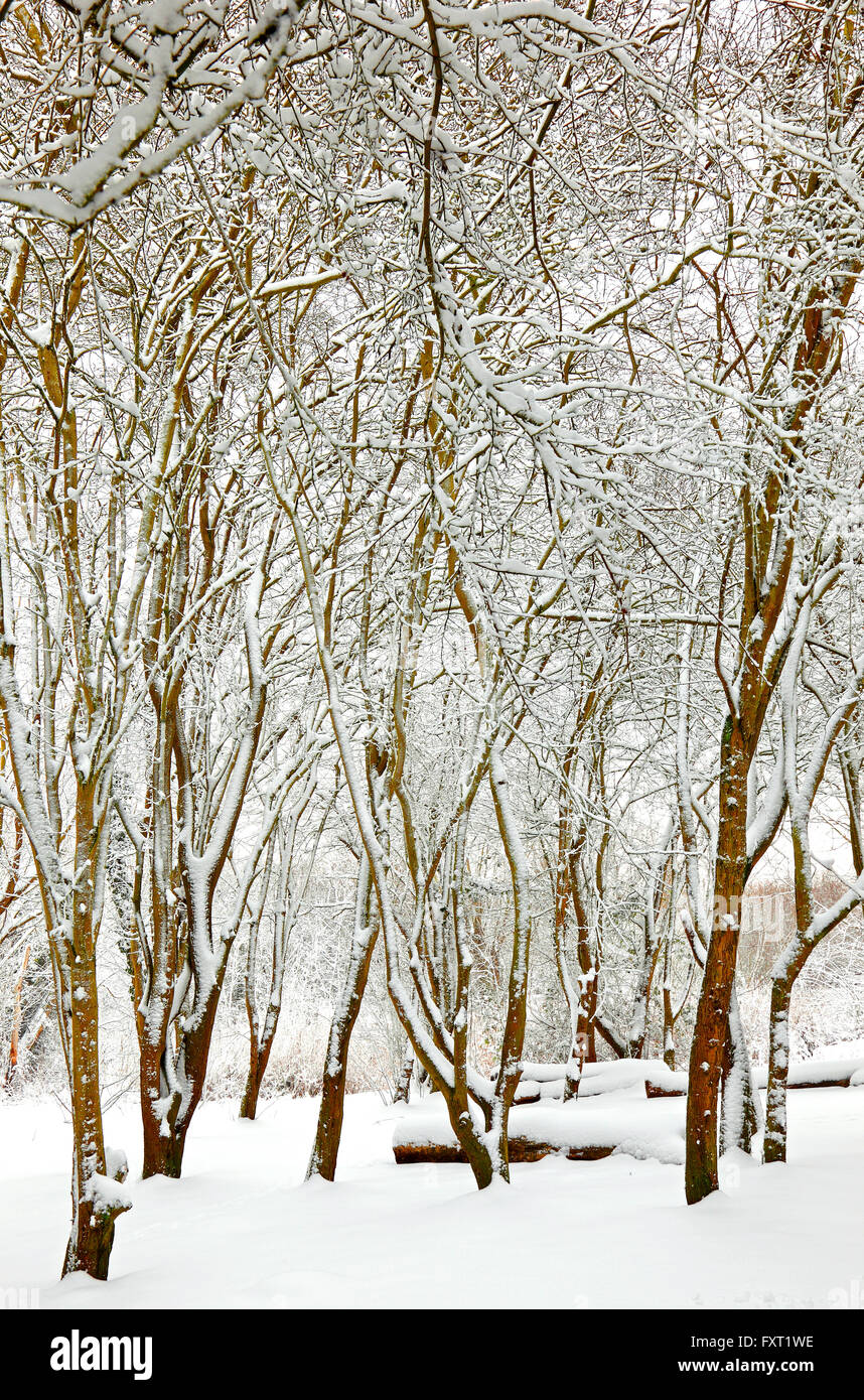 Winter Wald digital verändert zunehmende Helligkeit und Farbe siehe auch CF5BHT Stockfoto