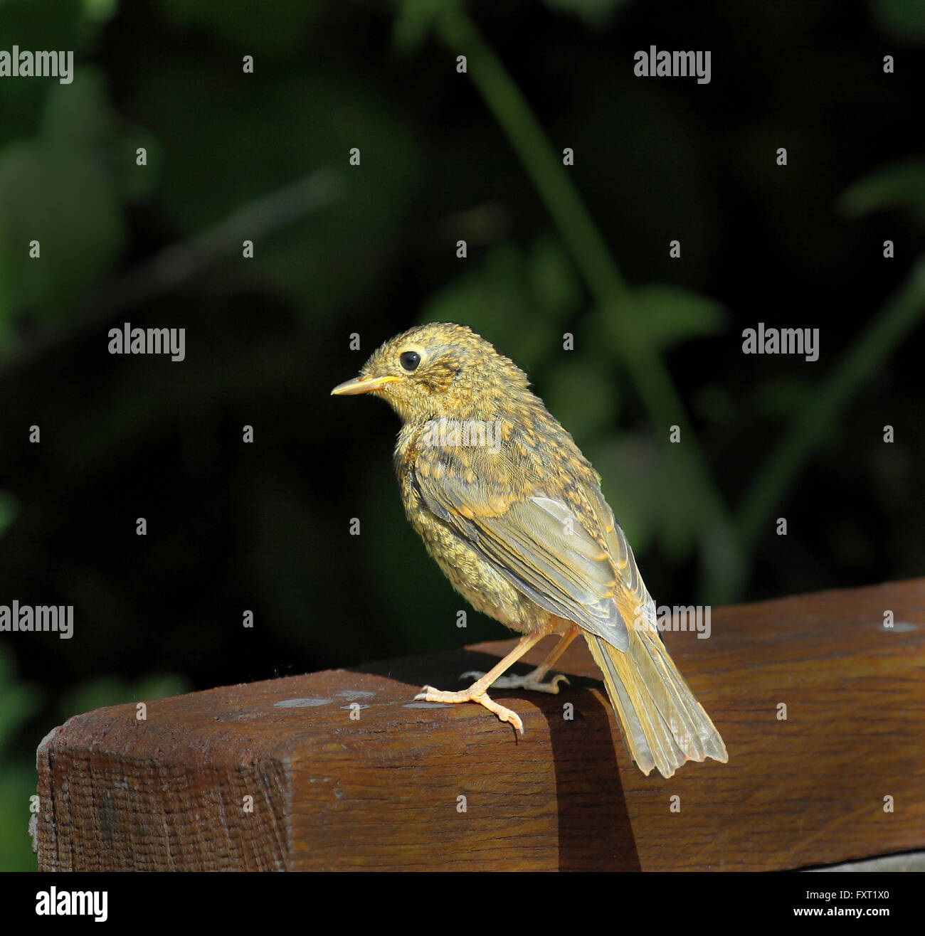 Junge Robin digital verändert verdunkelten Hintergrund aufgehellten Vogel zu machen, zeichnen sich siehe auch C48YKM Stockfoto