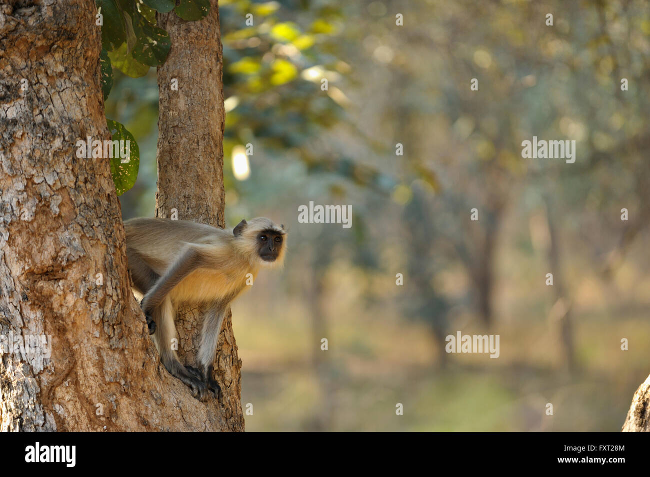 Gemeinsamen Languren oder Hanuman-Affen (Semnopithecus Entellus) in einen Baumstamm, Ranthambhore National Park, Rajasthan, Indien Stockfoto