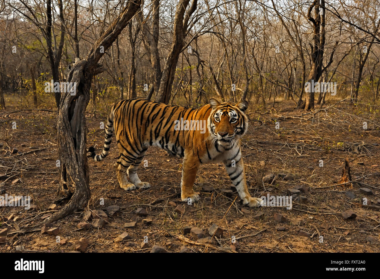 Bengalen oder indischer Tiger (Panthera Tigris Tigris) in den trockenen Laubwald Ranthambhore National Park, Rajasthan, Indien Stockfoto