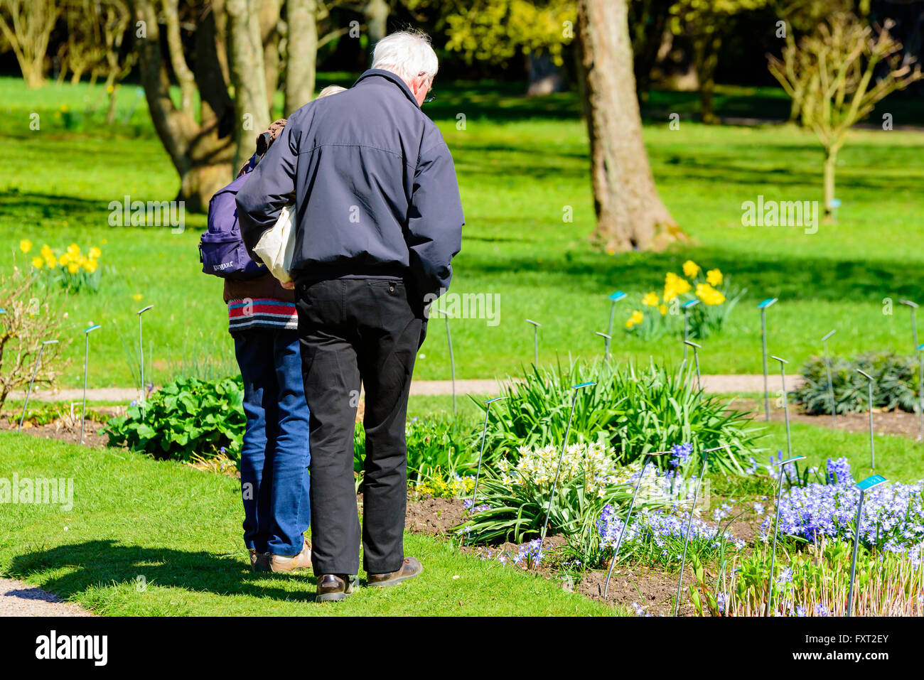 Lund, Schweden - 11. April 2016: Leben in der Stadt jeden Tag. Älteres Paar ist auf der Suche auf Blumen im öffentlichen botanischen Garten im Schlepptau Stockfoto