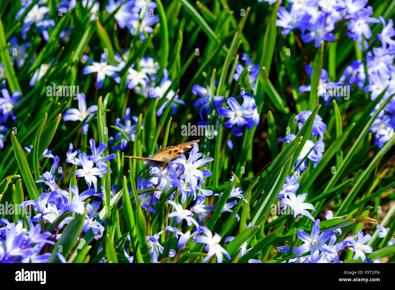 Es gibt viele blaue Scilla oder Blaustern mit einem Schmetterling auf der Suche nach Nektar unter ihnen. Schmetterling ist ein Aglais Urticae oder kleine tortoiseshe Stockfoto