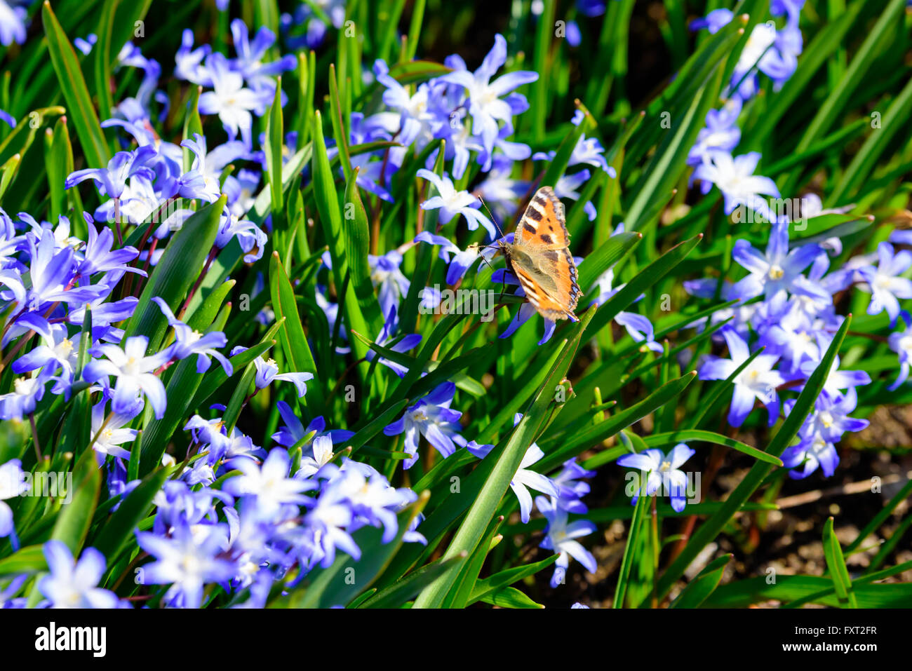 Es gibt viele blaue Scilla oder Blaustern mit einem Schmetterling auf der Suche nach Nektar unter ihnen. Schmetterling ist ein Aglais Urticae oder kleine tortoiseshe Stockfoto