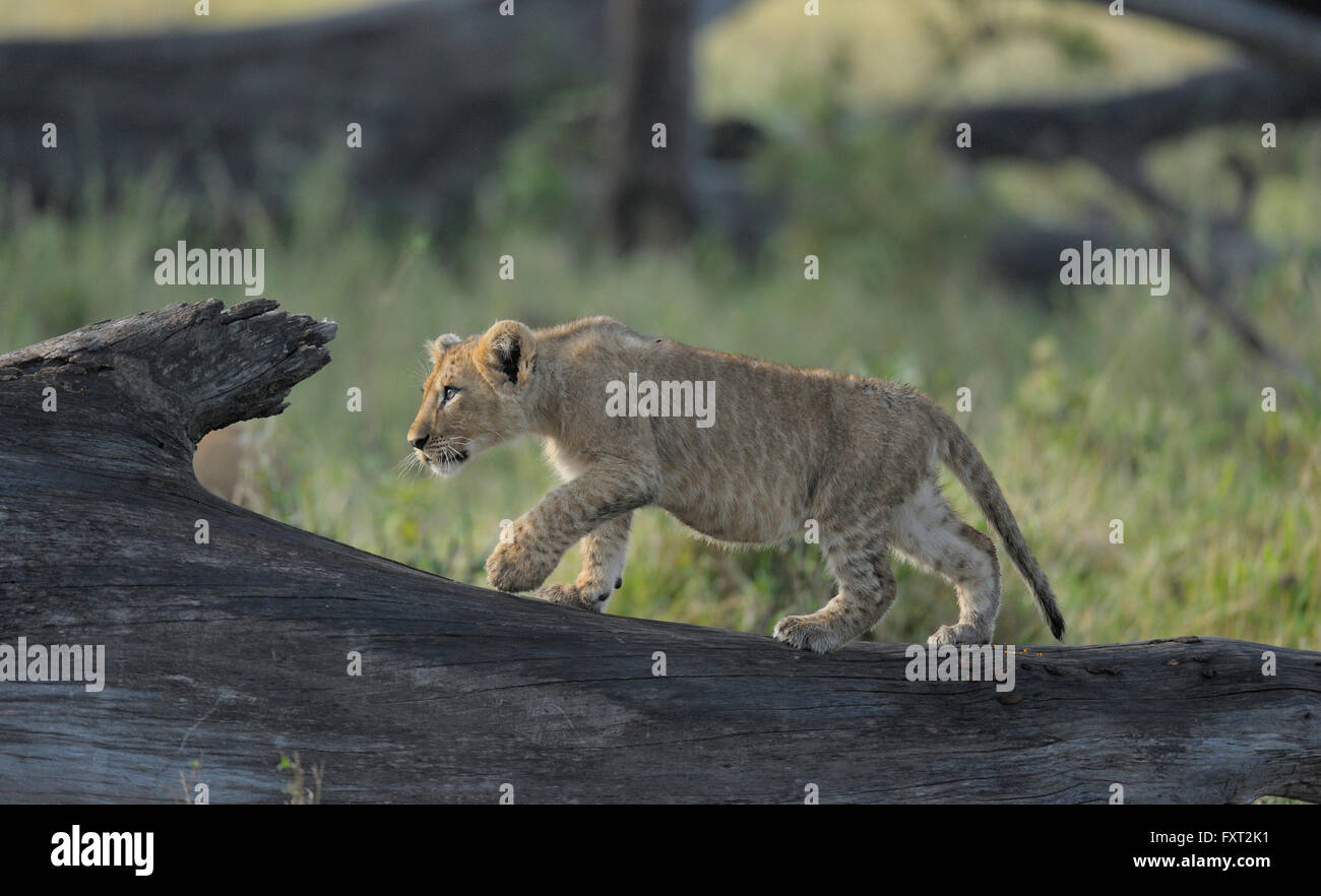 Löwenjunges (Panthera Leo) auf einem Baumstamm in der Prärie, Masai Mara National Reserve, Kenia Stockfoto