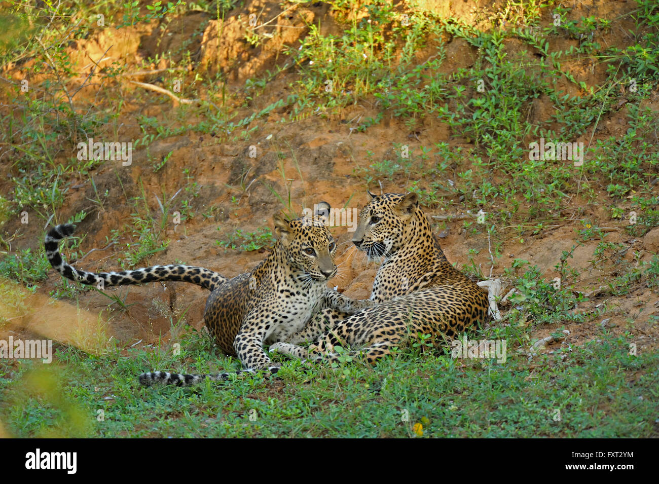 Zwei Sri Lanka Leoparden (Panthera Pardus Kotiya) spielen, kämpfen, Yala-Nationalpark, Sri Lanka Stockfoto