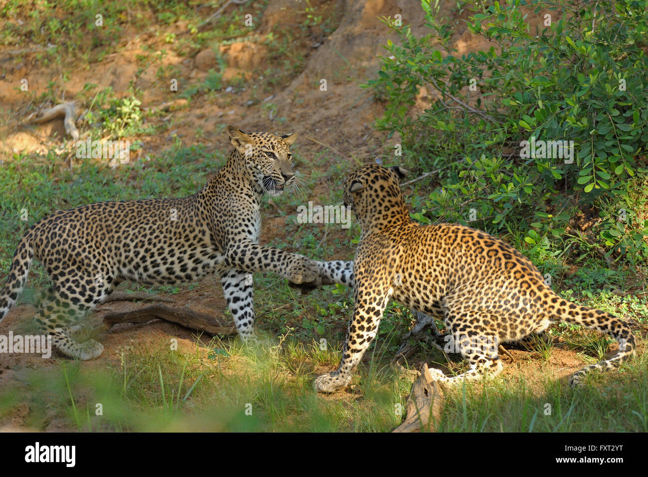 Zwei Sri Lanka Leoparden (Panthera Pardus Kotiya) spielen, kämpfen, Yala-Nationalpark, Sri Lanka Stockfoto