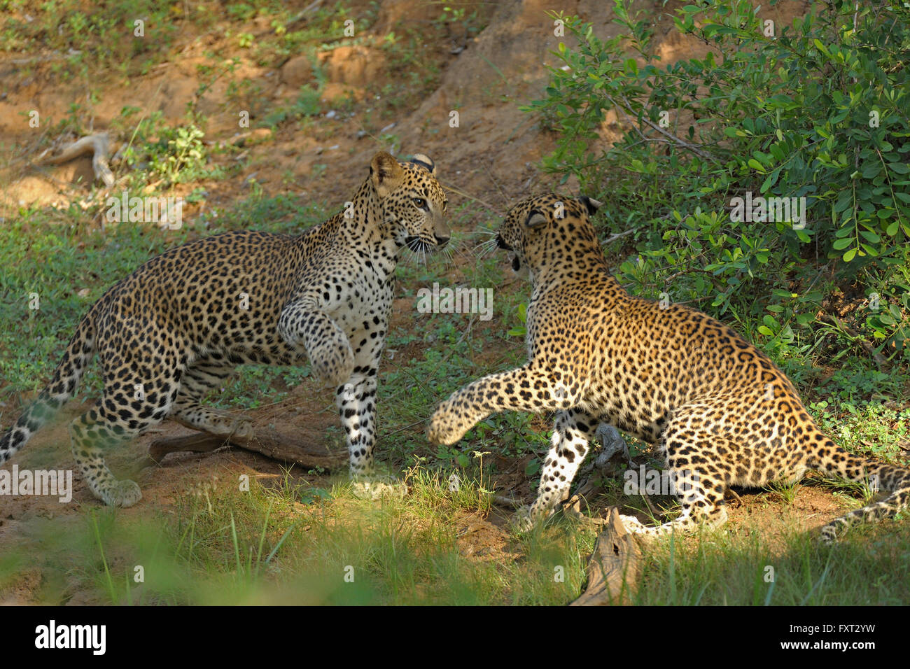 Zwei Sri Lanka Leoparden (Panthera Pardus Kotiya) spielen, kämpfen, Yala-Nationalpark, Sri Lanka Stockfoto