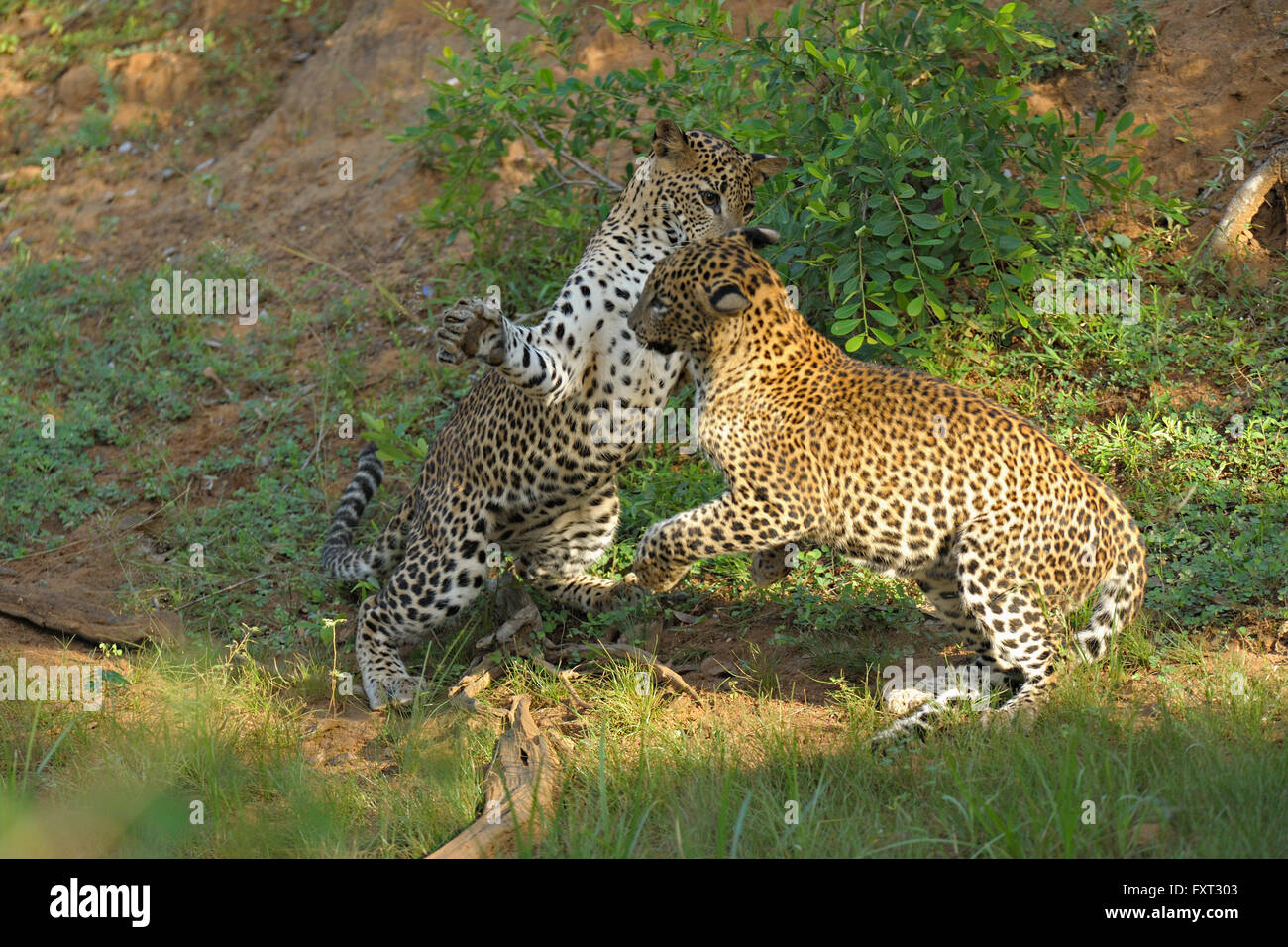 Zwei Sri Lanka Leoparden (Panthera Pardus Kotiya) spielen, kämpfen, Yala-Nationalpark, Sri Lanka Stockfoto