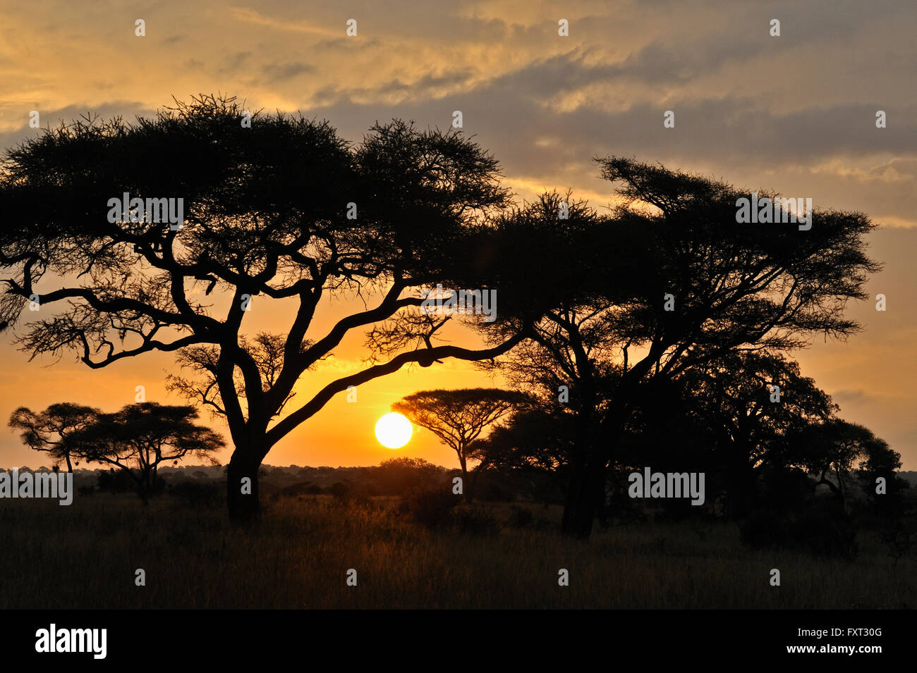 Sonnenuntergang, Tarangire Nationalpark, Tansania Stockfoto