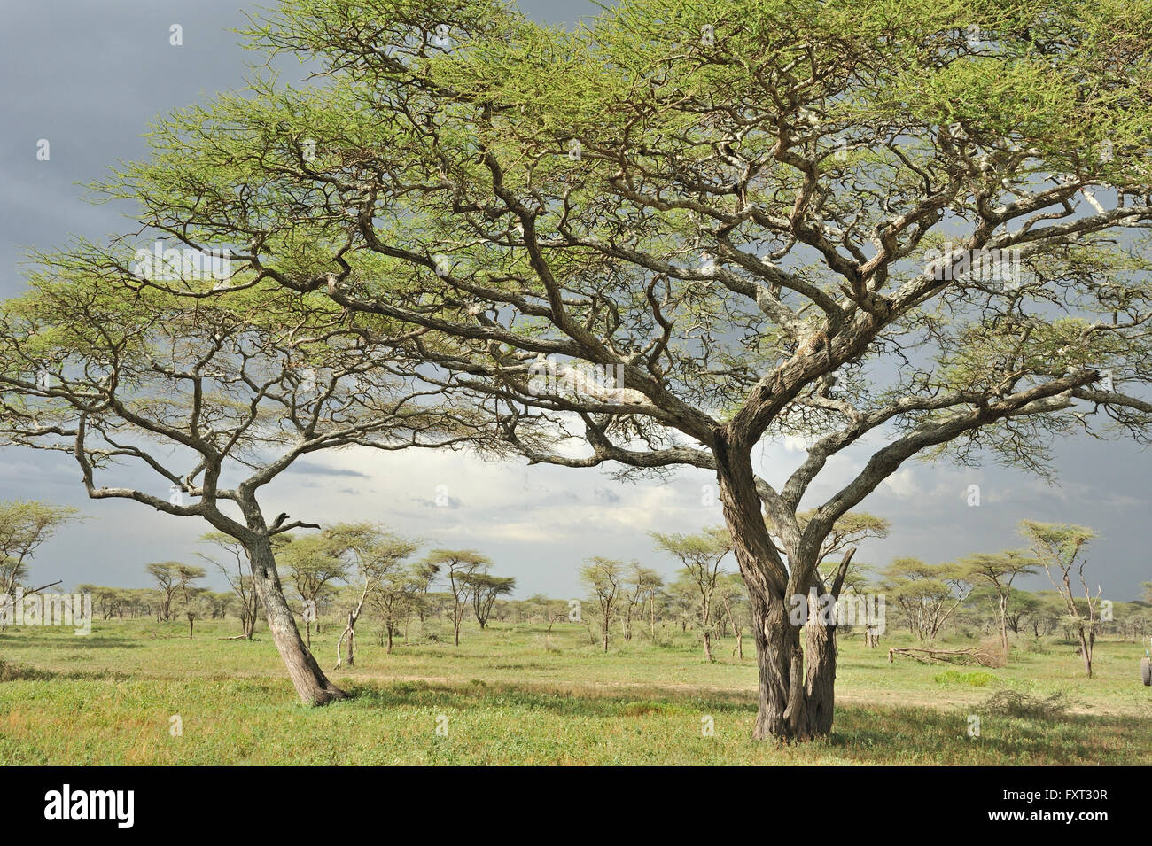 Wälder mit Akazien, Ndutu, Ngorongoro Conservation Area, Tansania Stockfoto