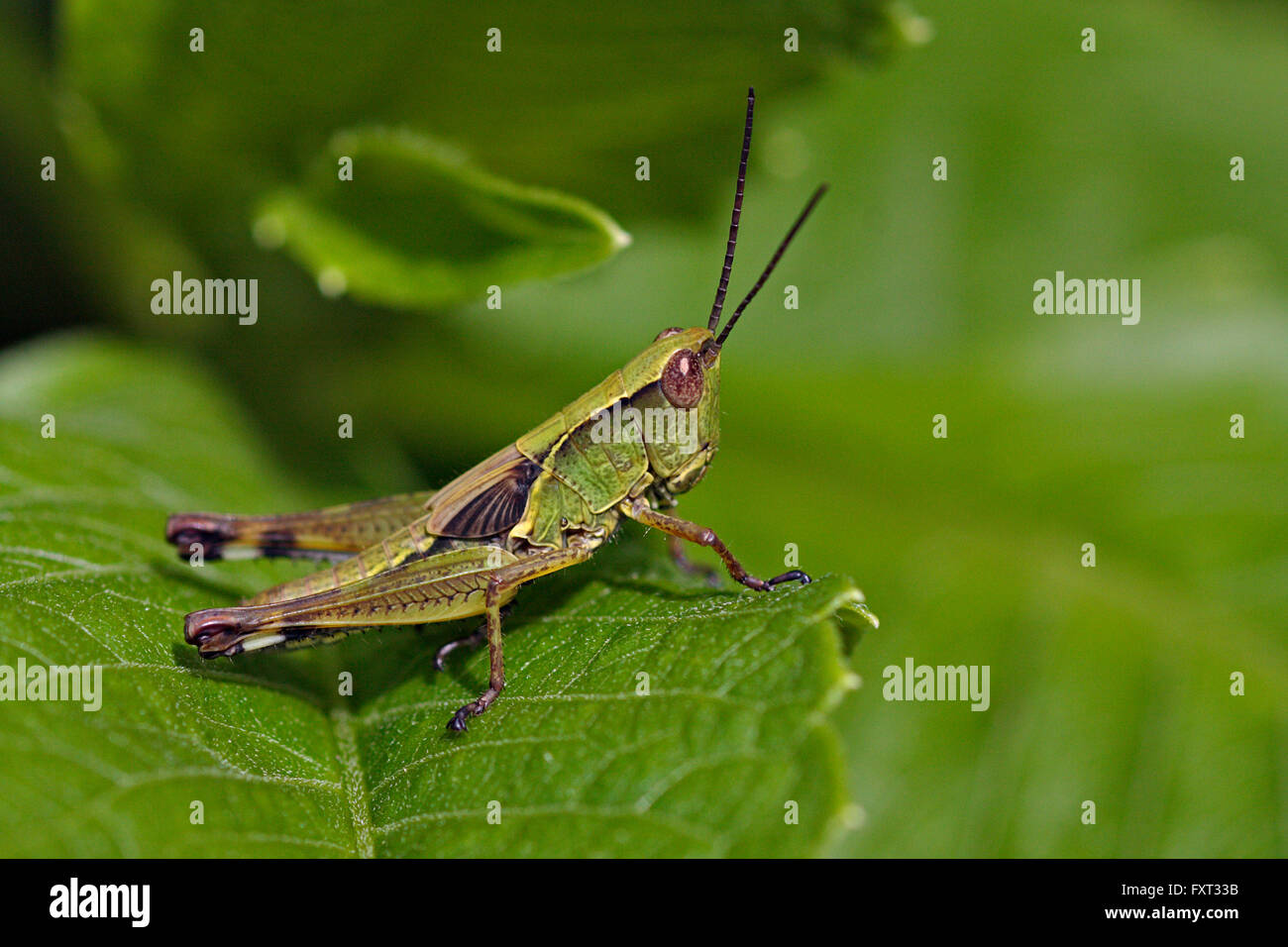 Grünen Heuschrecke (Feldheuschrecken) auf einem grünen Blatt, Rajasthan, Indien Stockfoto