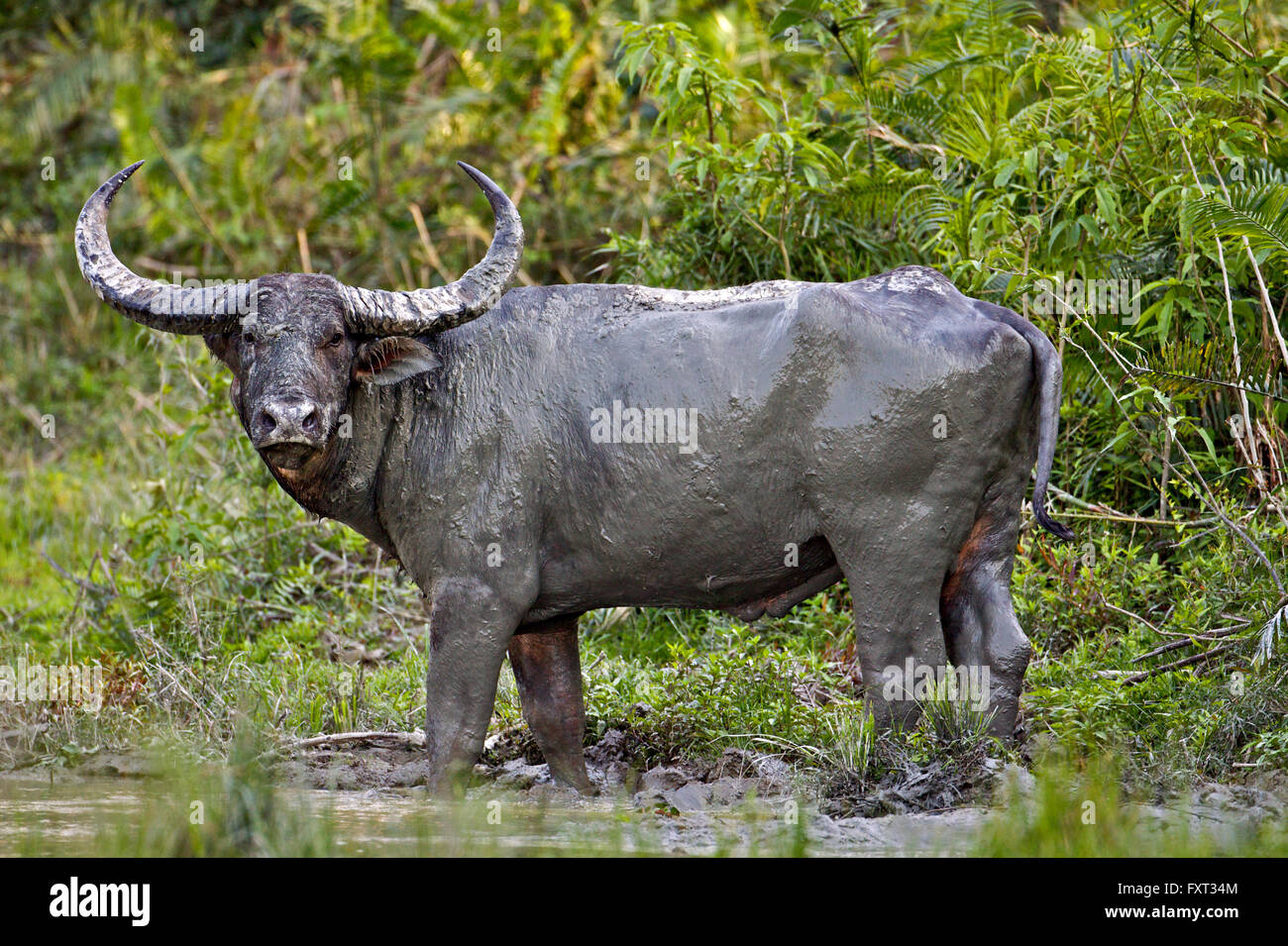 Wilde Wasserbüffel (Bubalus Arnee) in den Schlamm, Kaziranga Nationalpark, Assam, Indien Stockfoto