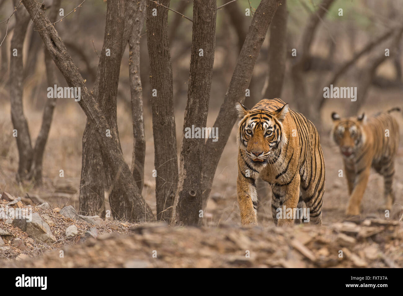 Bengal Tiger (Panthera Tigris Tigris), weibliche und Jugendliche Jungtier, Ranthambore, Rajasthan, Indien Stockfoto