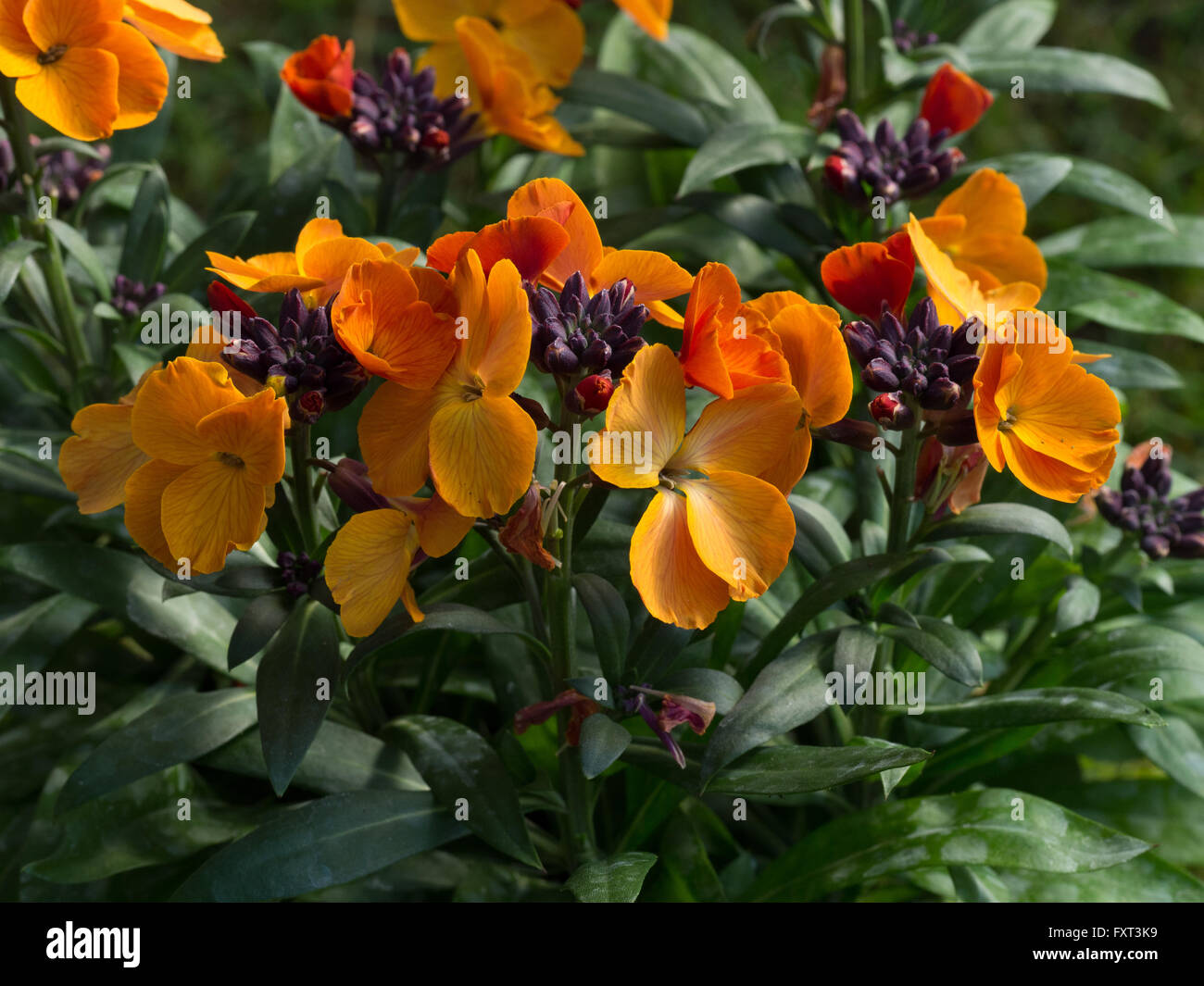 Wegrauke "Rysi Kupfer" Blumen Stockfoto