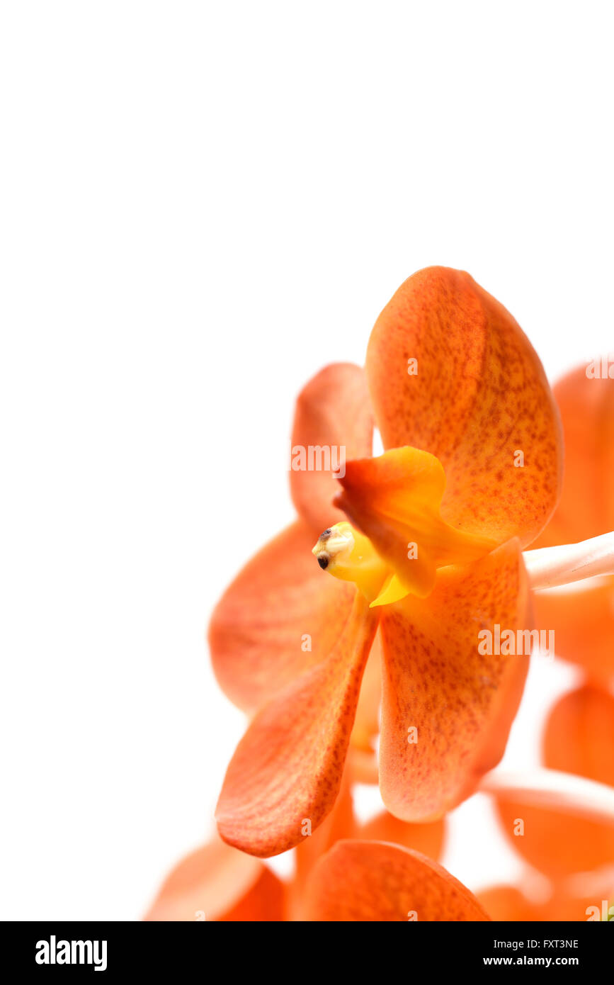 Orange Orchidee auf weißem Hintergrund Stockfoto