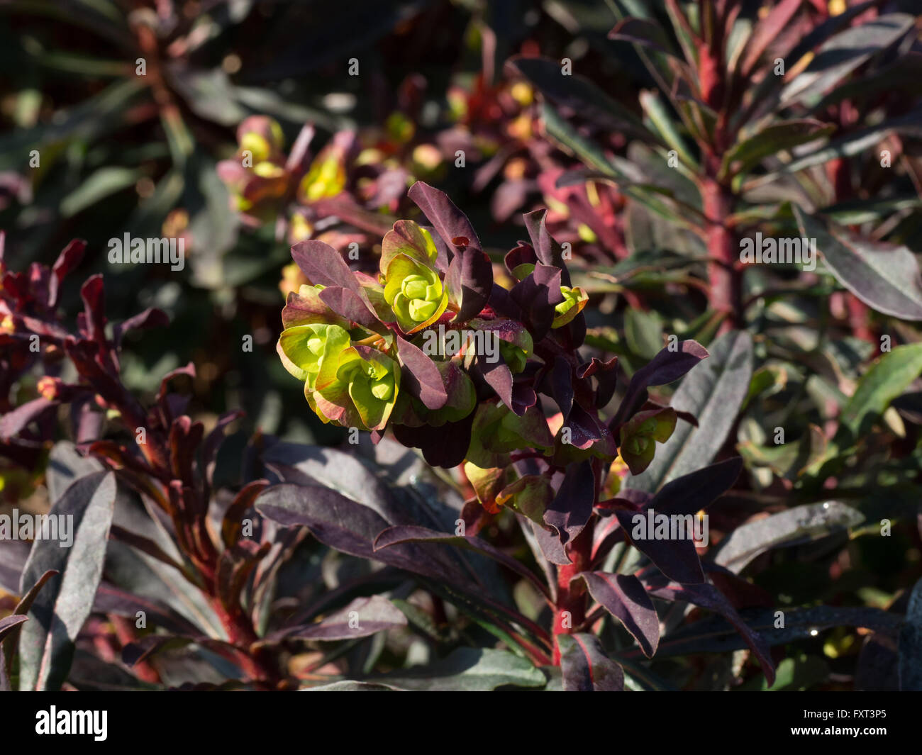 Euphorbia Amydaloides 'Purpurea' Blumen Stockfoto