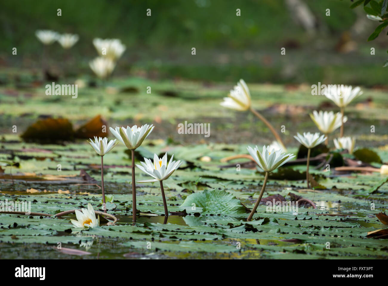 Weiße Seerose im Teich Stockfoto