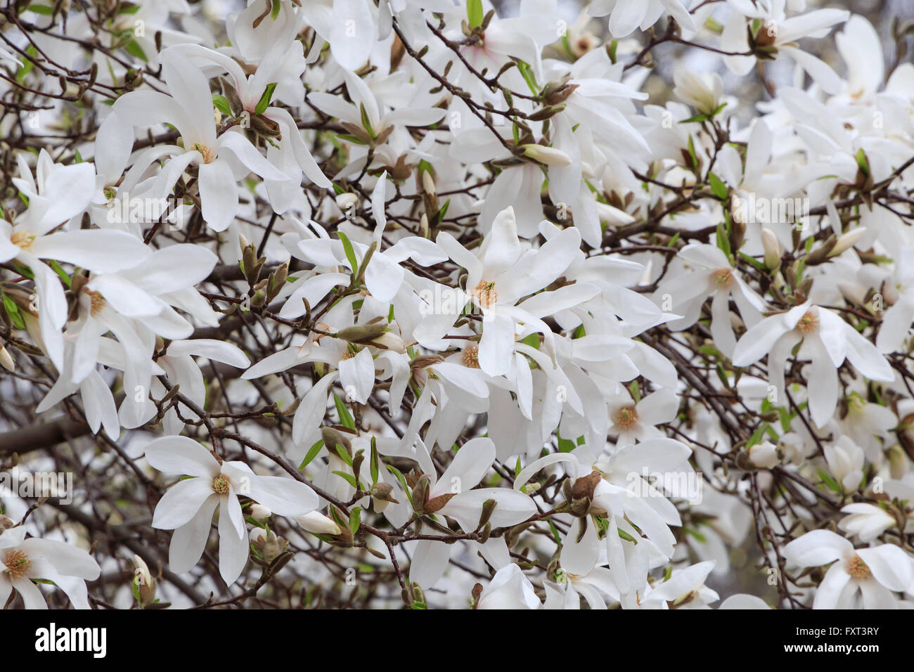 weiße Magnolie Baum Blüte im Frühjahr Stockfoto