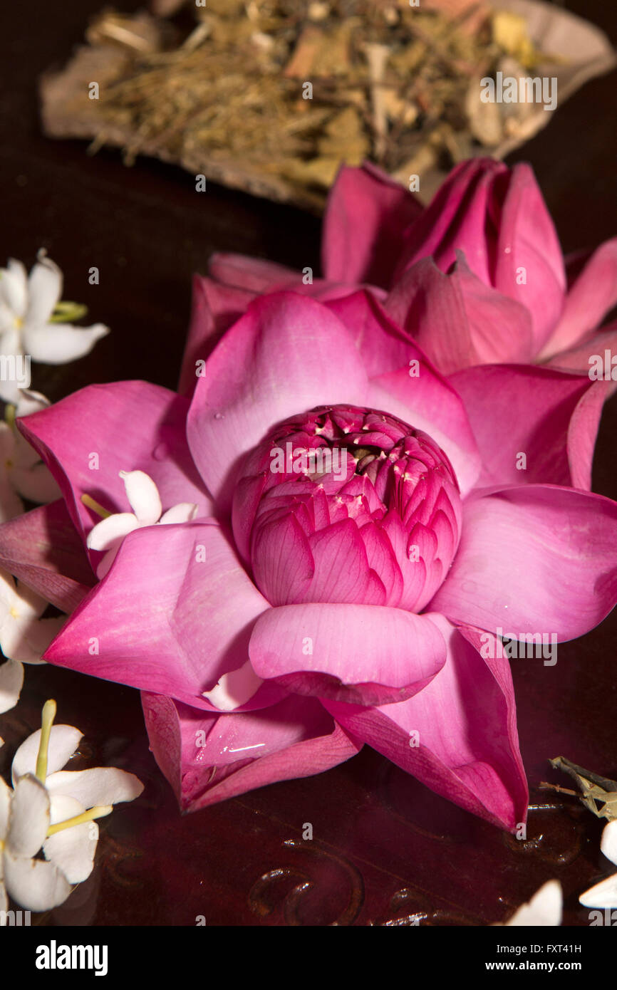 Sri Lanka, Kandy, Tempel des Zahnes, Gebetsraum, roter Lotus Blume Angebots Stockfoto